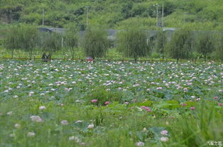 老驥伏櫪，志在千里——致我那默默奉獻的老款寶來